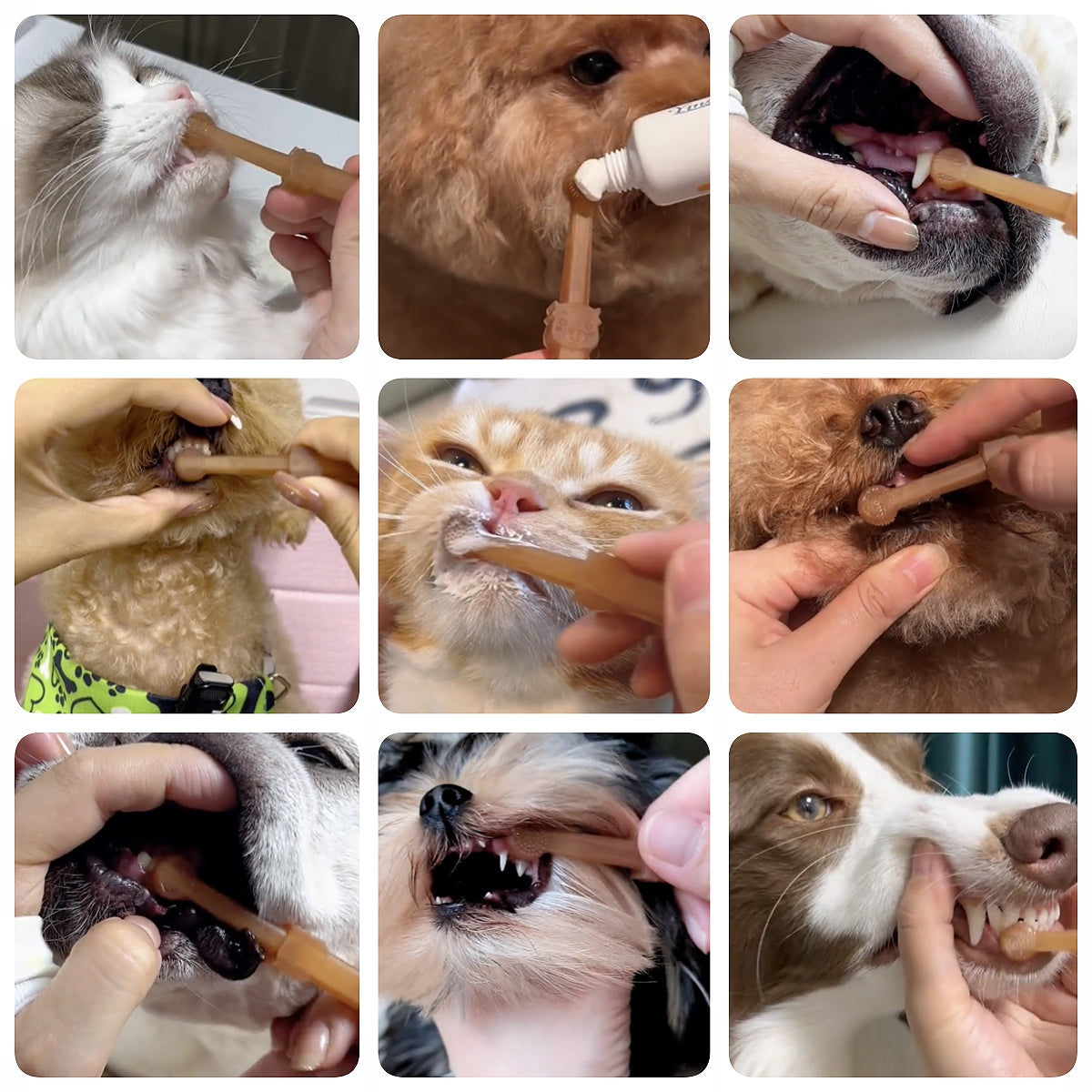 Dog Toothbrush, Pet Silicone Toothbrush Cat Tooth Brushing Kit with Storage Cup, 360° Doggie Kitten Toothbrush Tongue Cleaning Brush, Dental Care for Small Pets Ferret Dutch Pigs